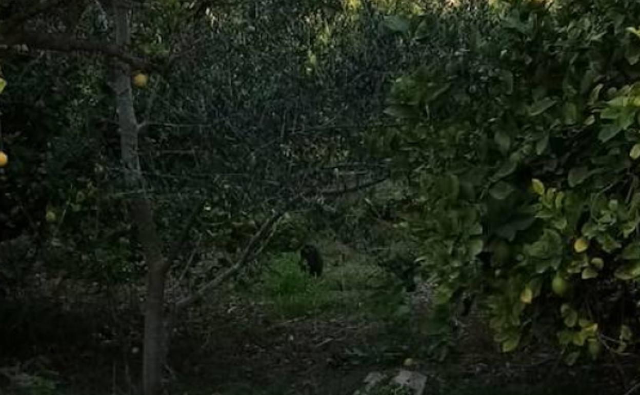 Kuki, al fondo, en un matorral de Monteagudo.