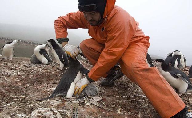 El científico Miguel Motas, en Isla Decepción, en la Antártida, junto a unos pingüinos. 