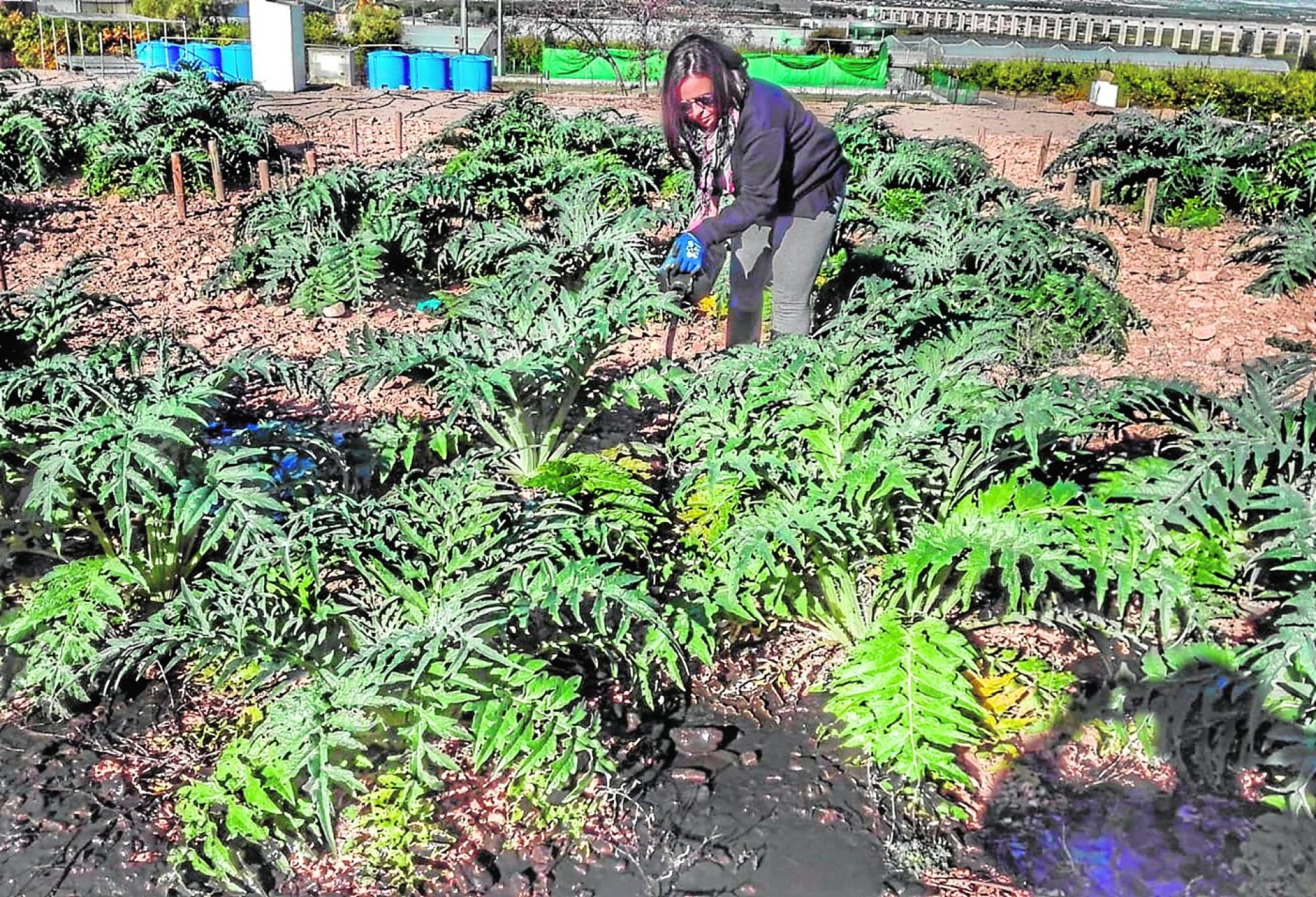 Cultivo de cardo en un suelo degradado en el que el Grupo de Enzimología y Biorremediación de Suelos y Residuos Orgánicos del Cebas ha aplicado una enmienda orgánica para beneficiar el secuestro de carbono, entre otras mejoras. 