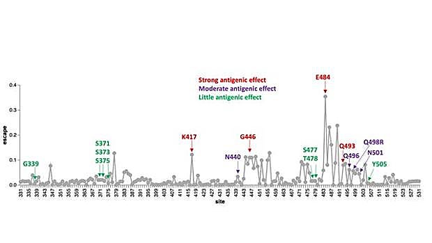 Efectos antigénicos de las mutaciones de la nueva variante. BloomLab