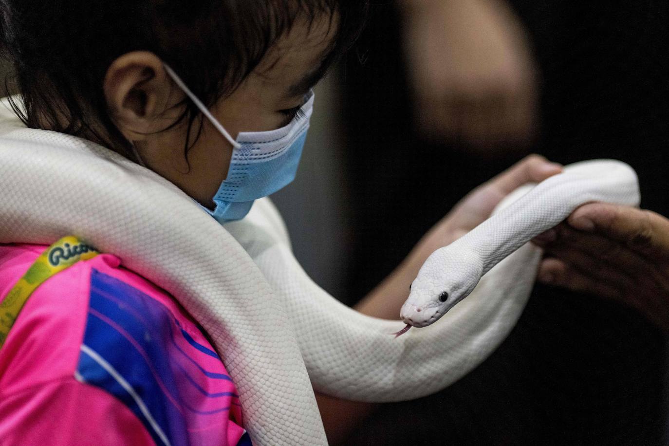 Fotos: Capricho de mascotas