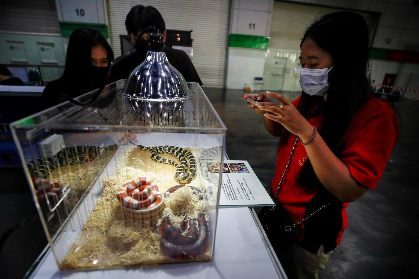 Fotos: Capricho de mascotas