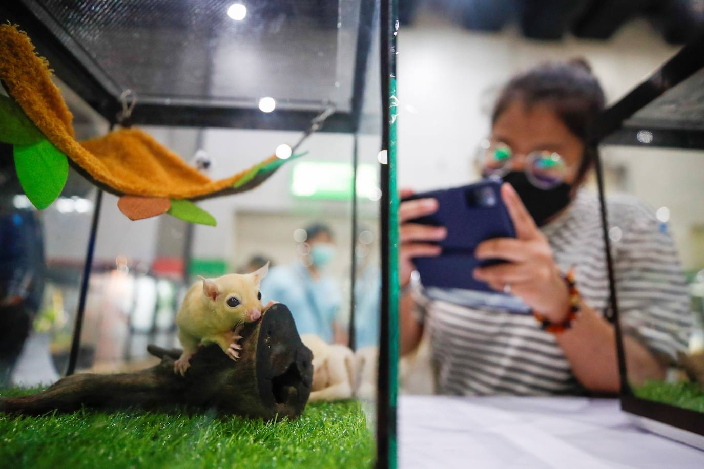 Fotos: Capricho de mascotas