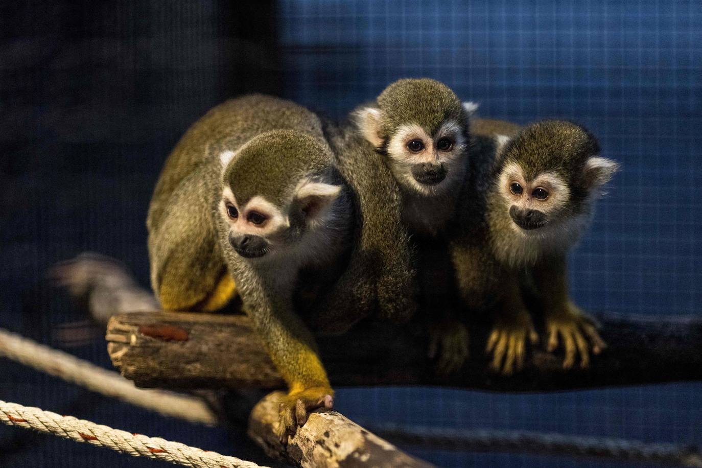 Fotos: Capricho de mascotas