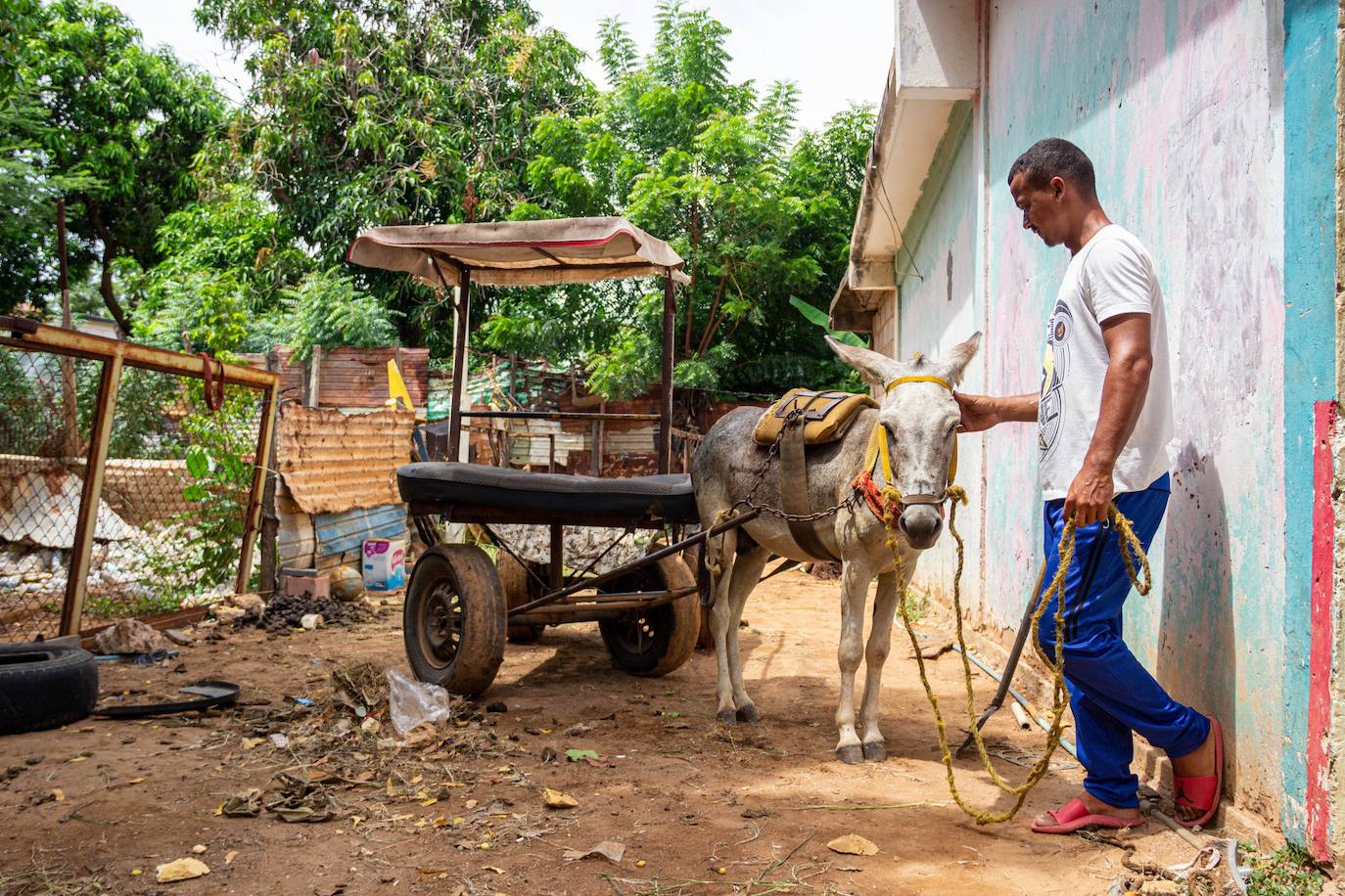 Fotos: A falta de gasolina, burros