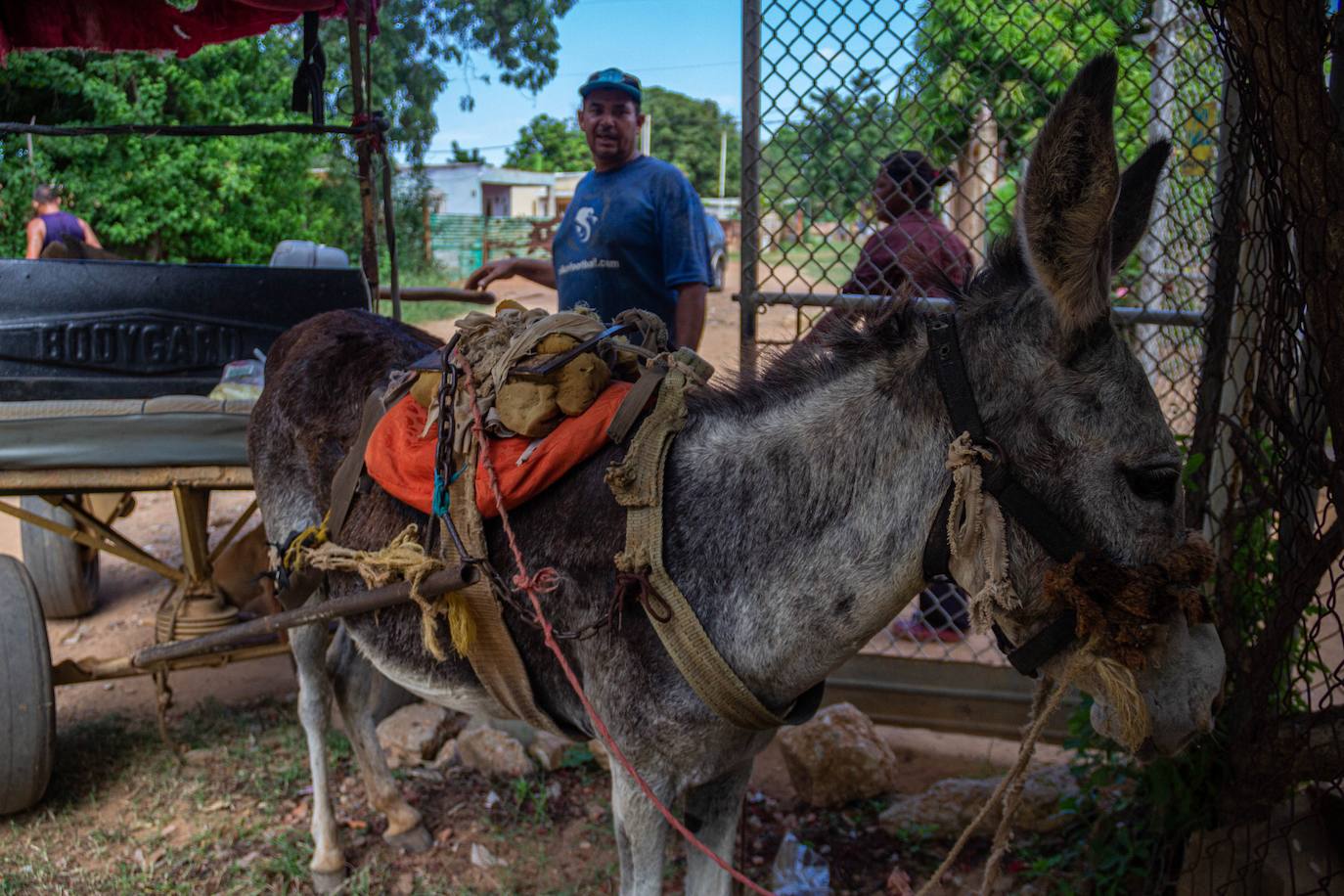 Fotos: A falta de gasolina, burros