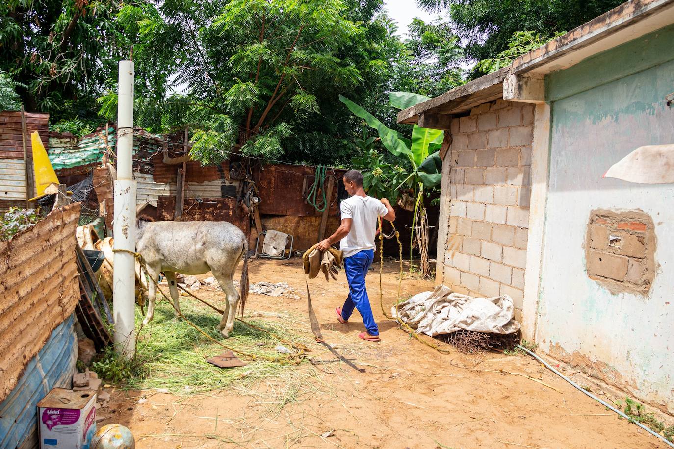 Fotos: A falta de gasolina, burros