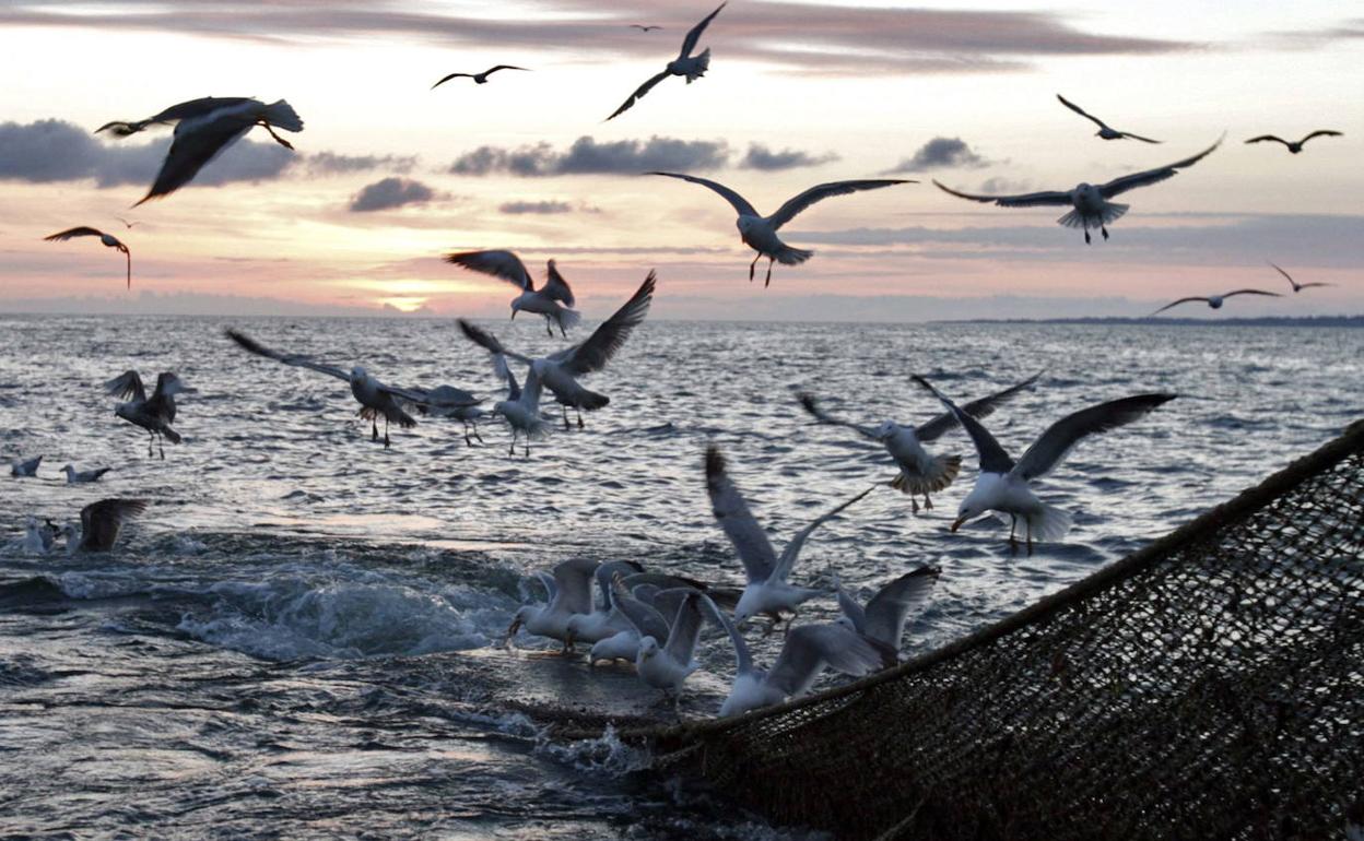 Un grupo de gaviotas se alimenta en la red de un barco arrastrero.