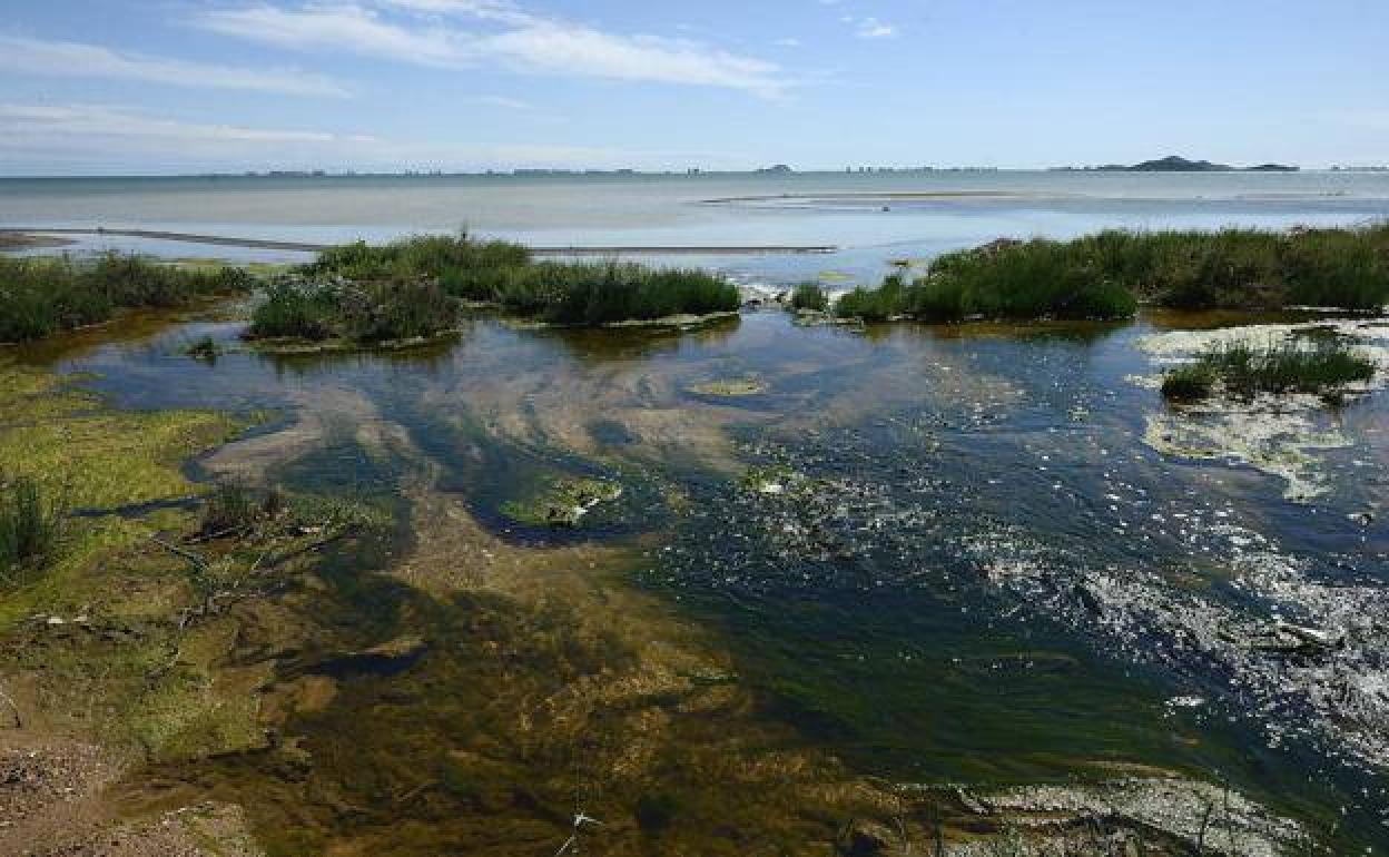 Estado del Mar Menor cerca de la rambla del Albujón, en una imagen de archivo.