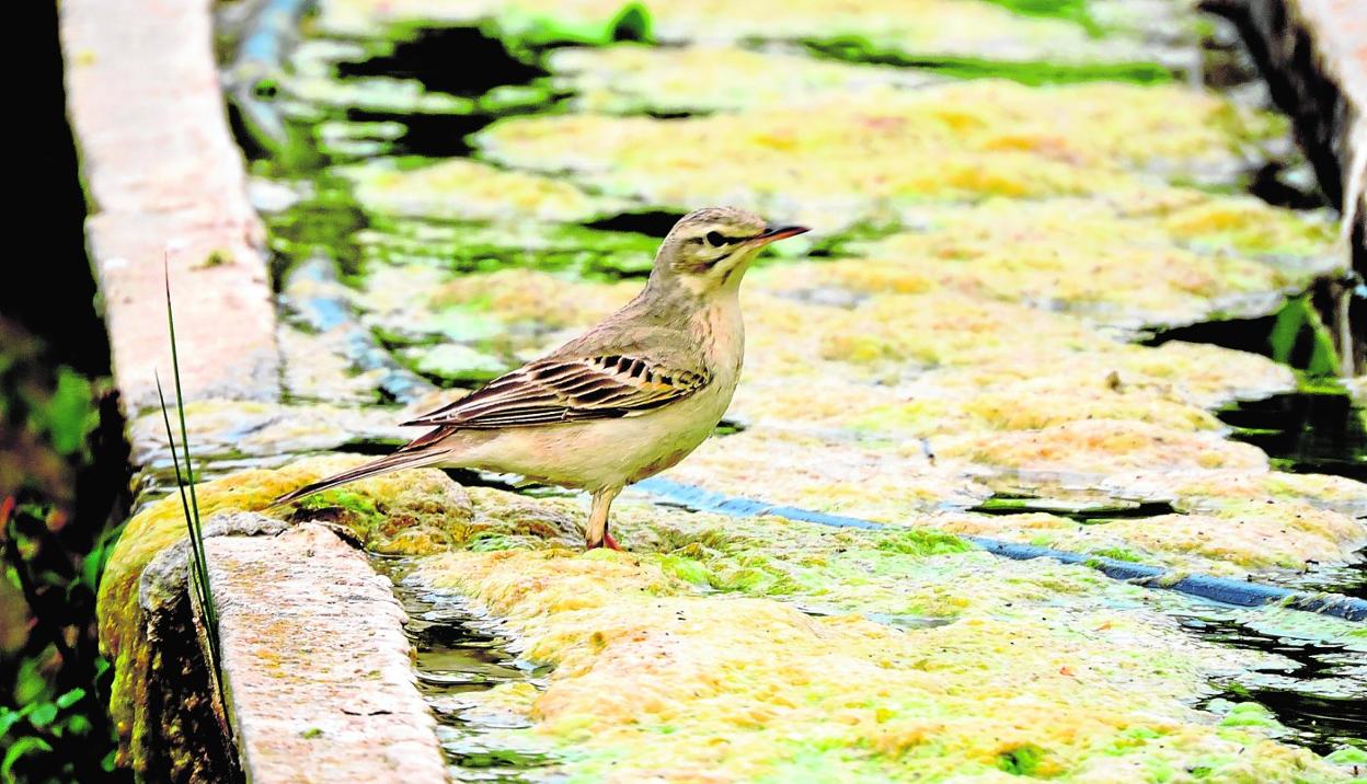 Bisbita campestre en abrevadero. 