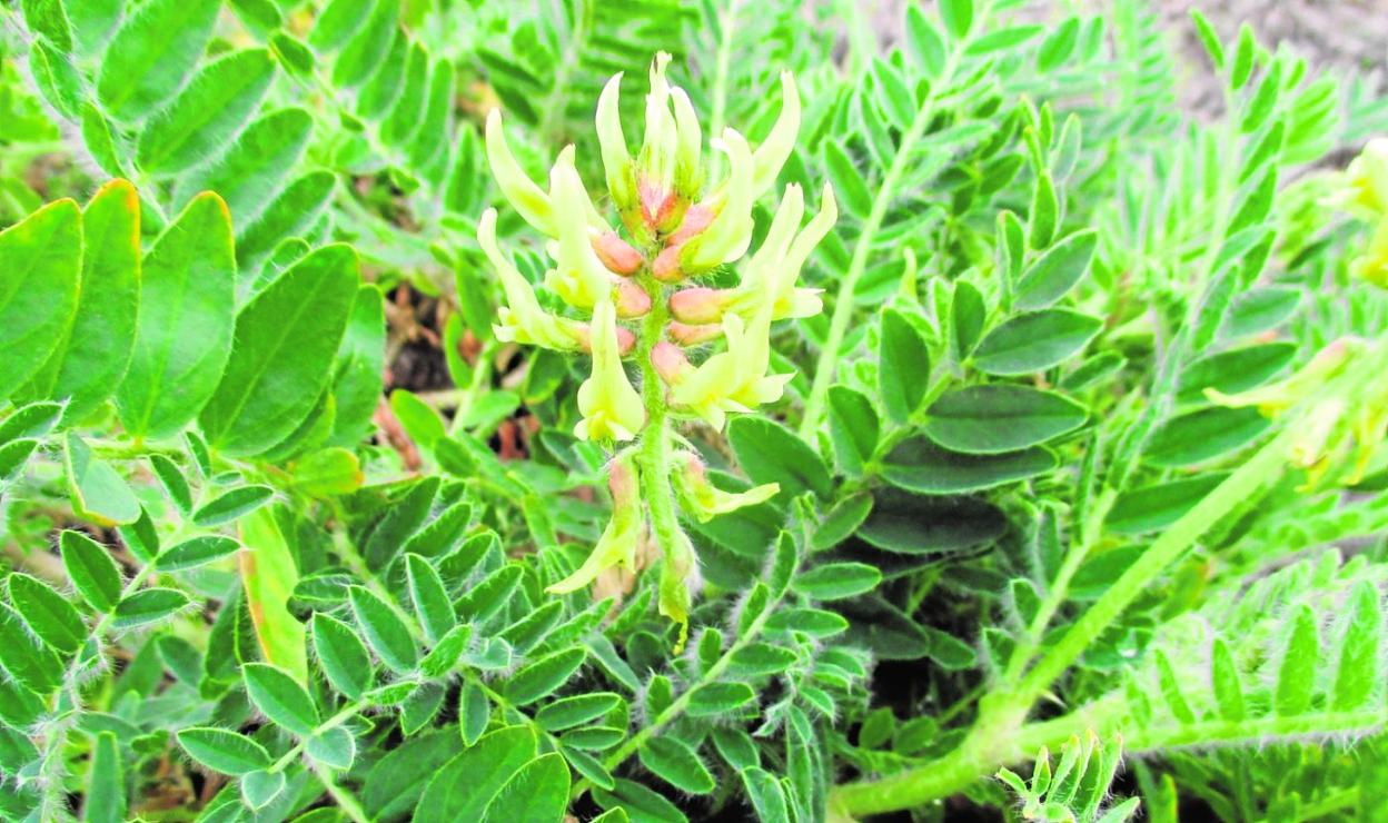 Garbancillo de Tallante ('Astragalus nitidiflorus'), especie endémica del Campo de Cartagena, uno de los tesoros botánicos de la Región. 