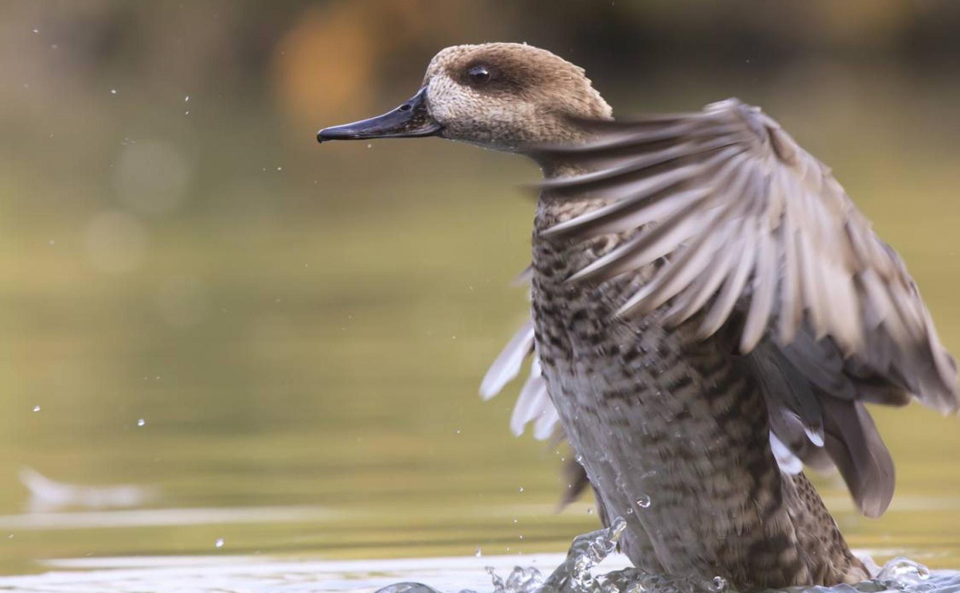 'Marmaronetta angustirostris' sobre uno de los pocos humedales en los que puede verse.