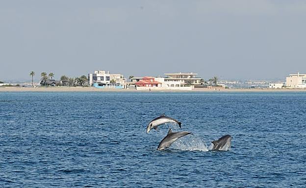 Varios ejemplares frente a La Manga. 