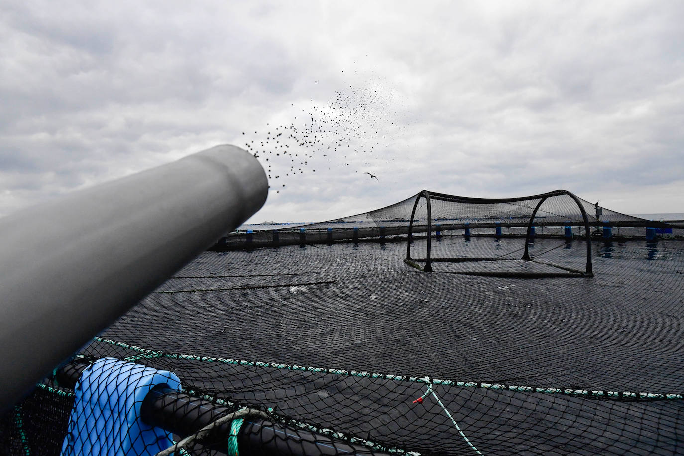 Fotos: Un sistema inteligente pionero reduce el impacto ambiental y el coste de la acuicultura