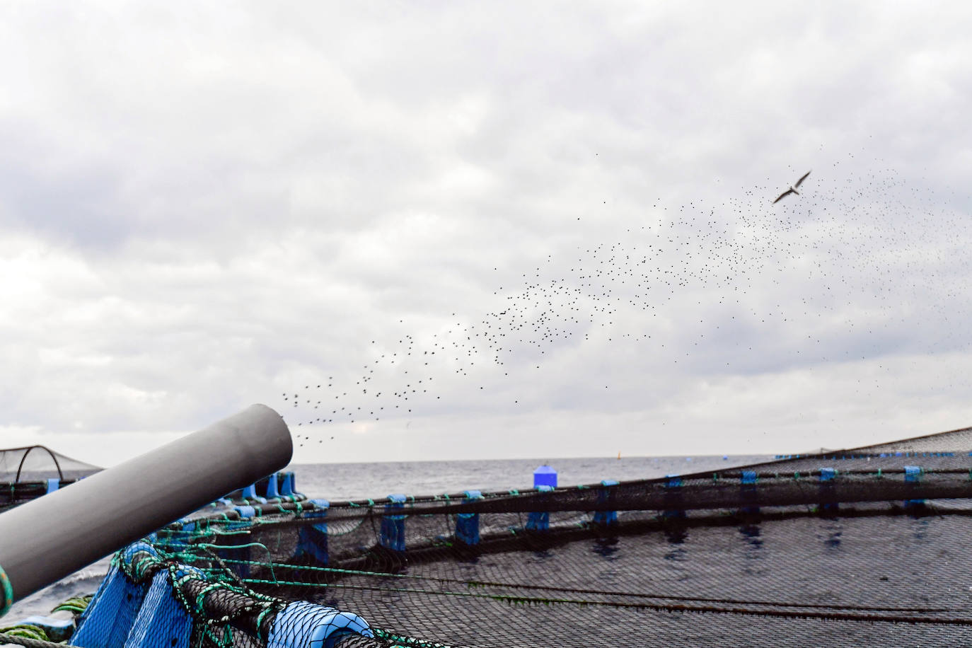 Fotos: Un sistema inteligente pionero reduce el impacto ambiental y el coste de la acuicultura