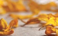 Un destilado de compasión, lucidez y humor