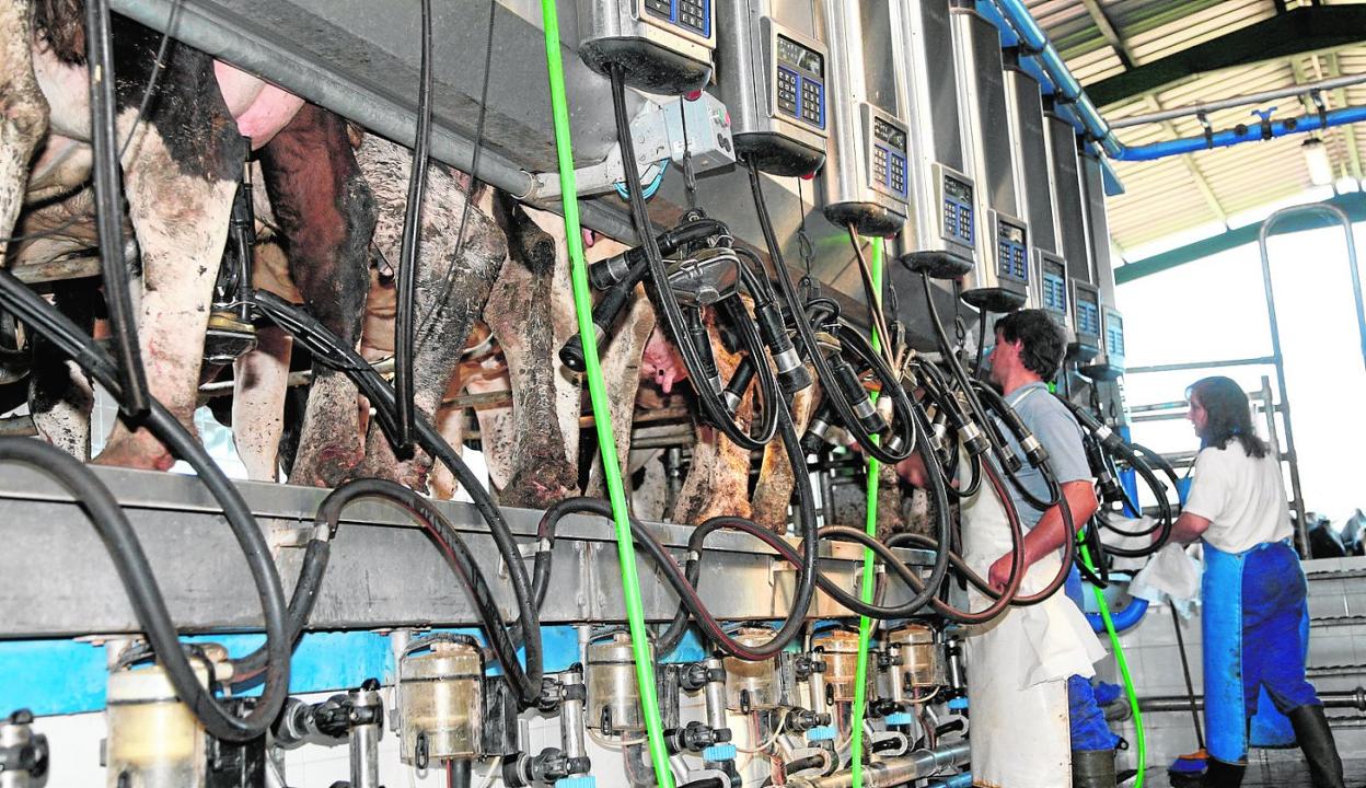 Vacas sometidas a ordeño automático en una explotación ganadera de la Región, en una imagen tomada antes de la pandemia. 