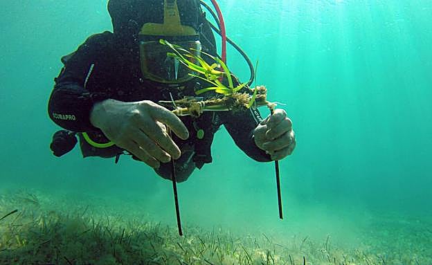 Un buzo muestra una de las plantas de la prueba realizada en Baleares. 