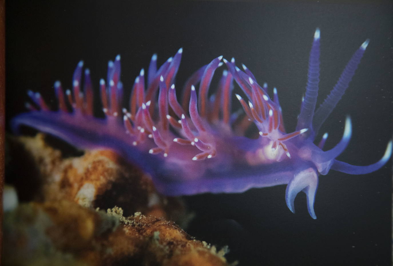 Un molusco gasterópodo ('Flabellina Affinis'), en el Puerto de Cartagena.