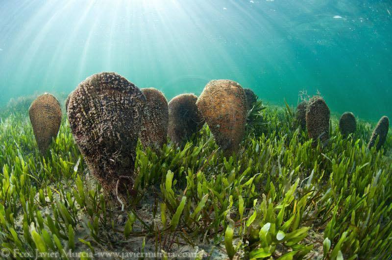 Un grupo de nacras sobre un fondo cubierto de 'Caulerpa' en el Mar Menor.