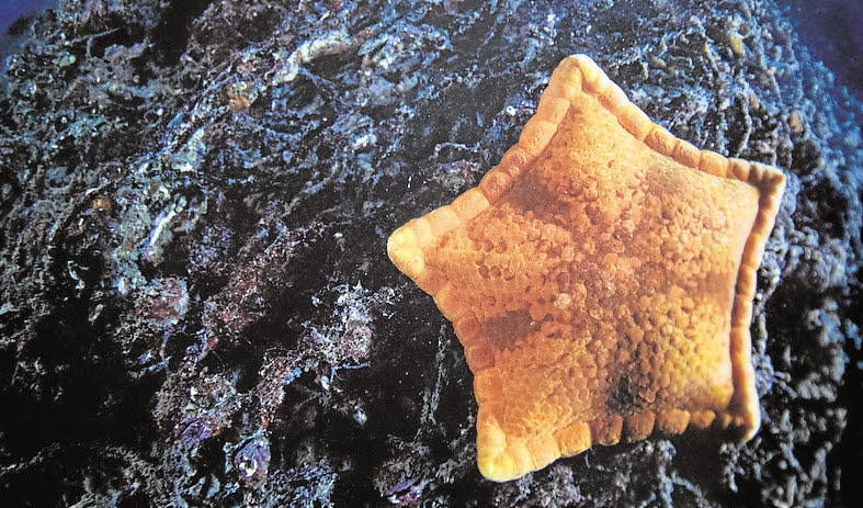 Estrella de mar de forma pentagonal ('Peltaster placenta') en el Puerto de Cartagena.