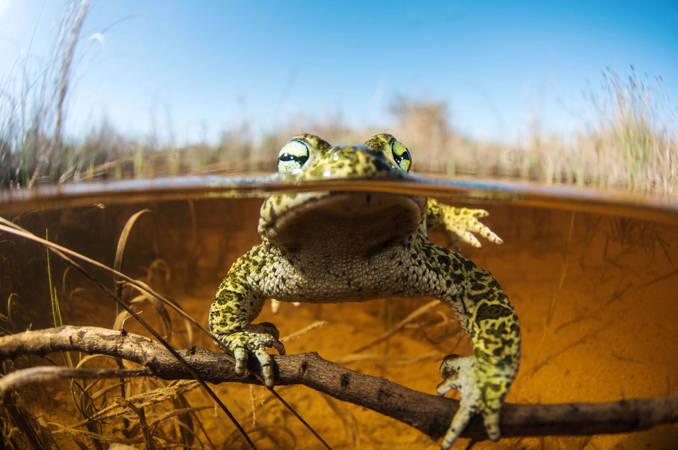 Sapo corredor captado en una de las 8 Reservas Naturales Fluviales de la cuenca del Segura.