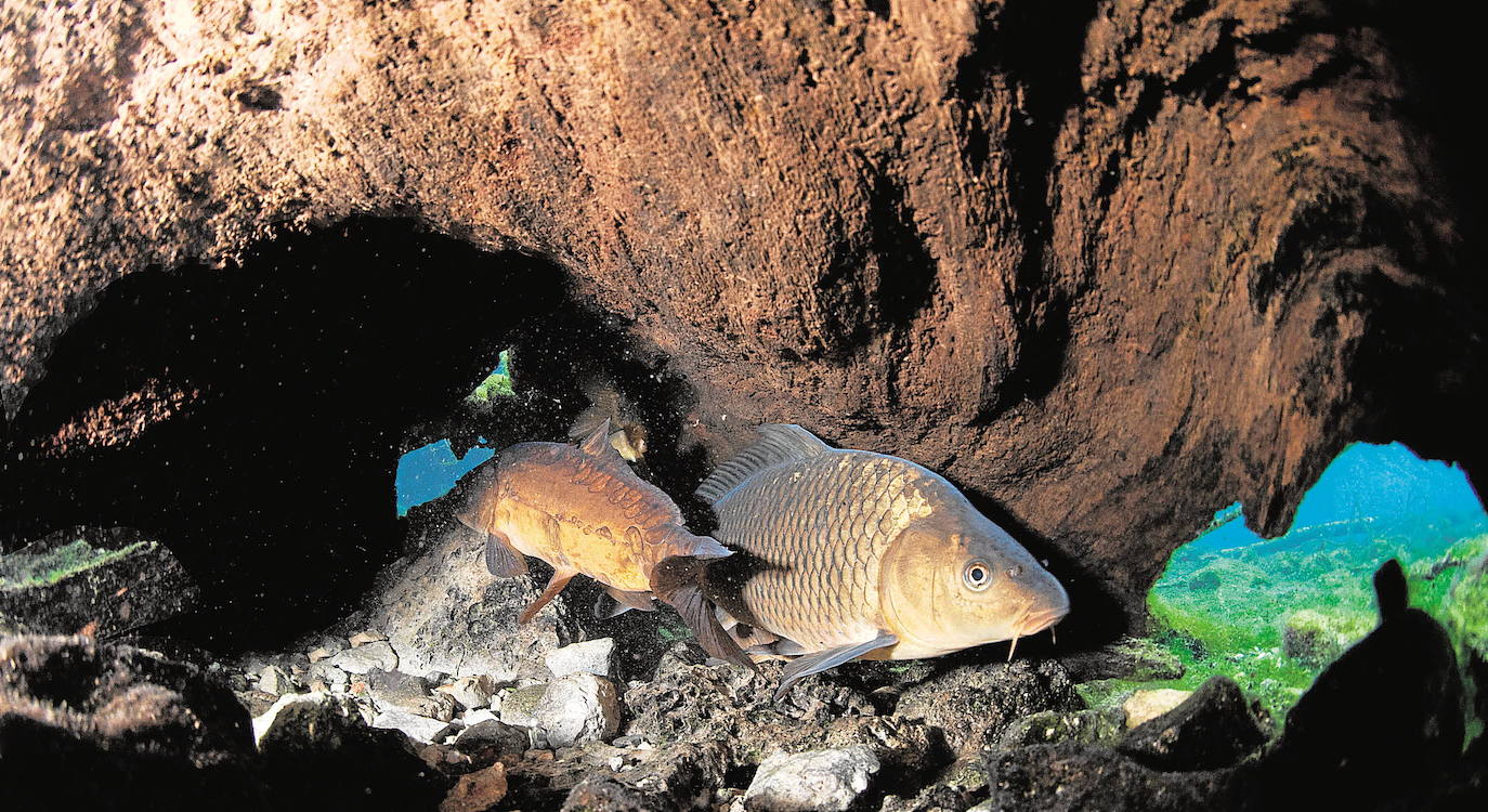 Un barbo andaluz ('Luciobarbus sclateri') y una carpa común ('Cyprinus carpio') comparten espacio en las Fuentes del Marqués (Caravaca).