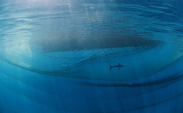 'El Rey del Océano'. Mar azul intenso por el que merodea un pez espada bajo el barco de la almadraba de La Azohía (Cartagena), en la que está atrapado. Acaba de obtener el premio en la categoría 'Hombre y naturaleza' del prestigioso Nature Photographer of the Year 2021.
