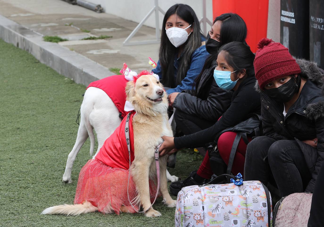 Fotos: Disfraces y vacunas por Navidad