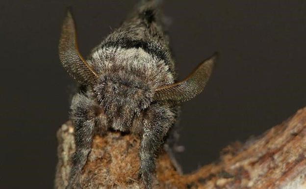 Macho de 'Poecilocampa navalagamellae'