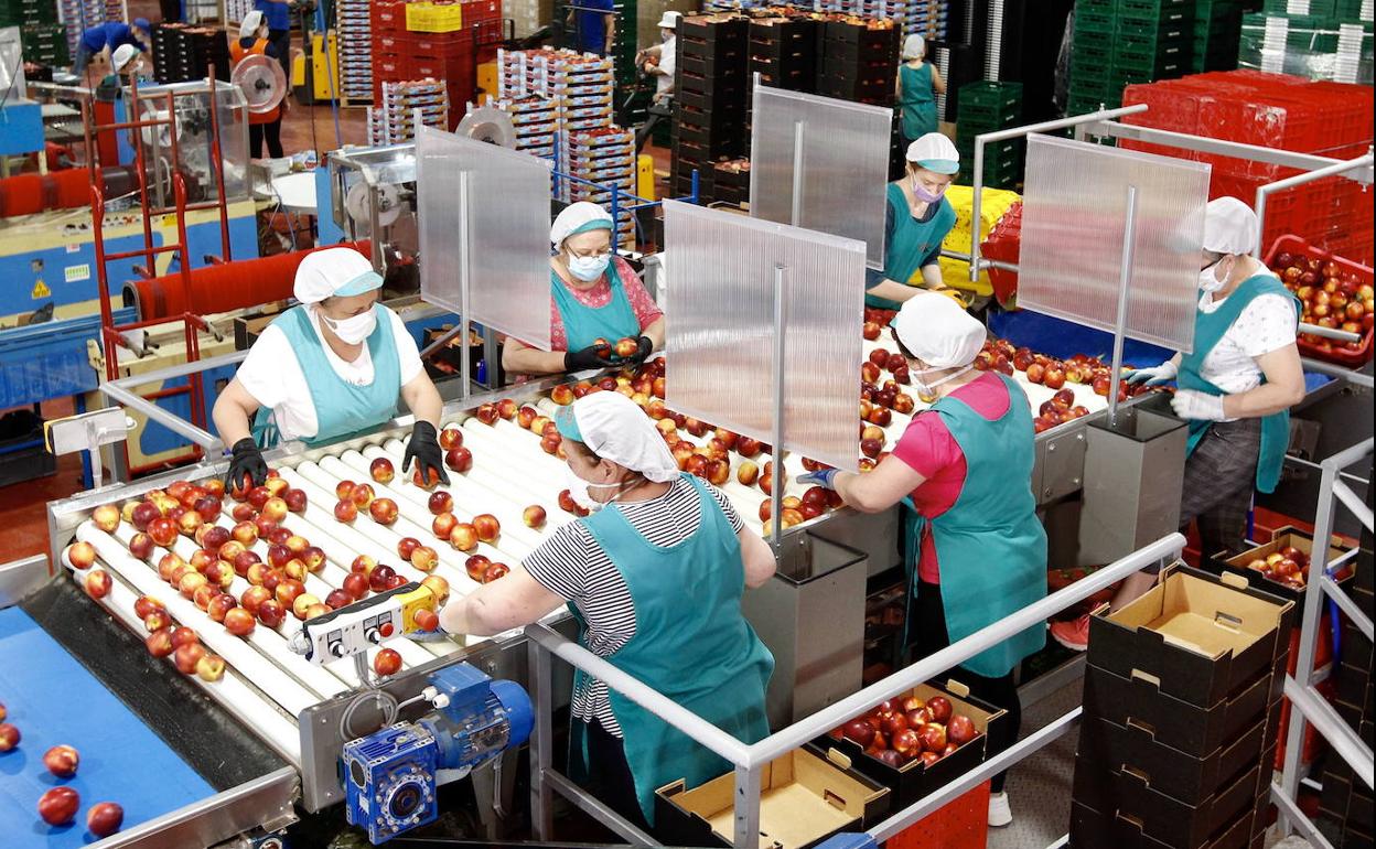 Varias trabajadoras de una empresa frutícola de la Región de Murcia.