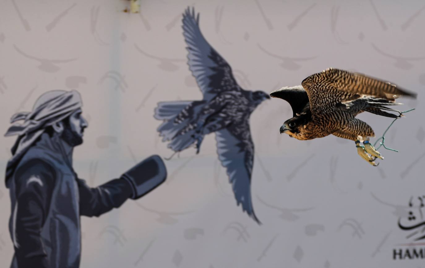 Fotos: Campeonato de Cetrería en Dubái