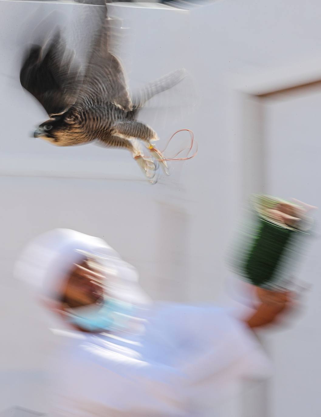 Fotos: Campeonato de Cetrería en Dubái