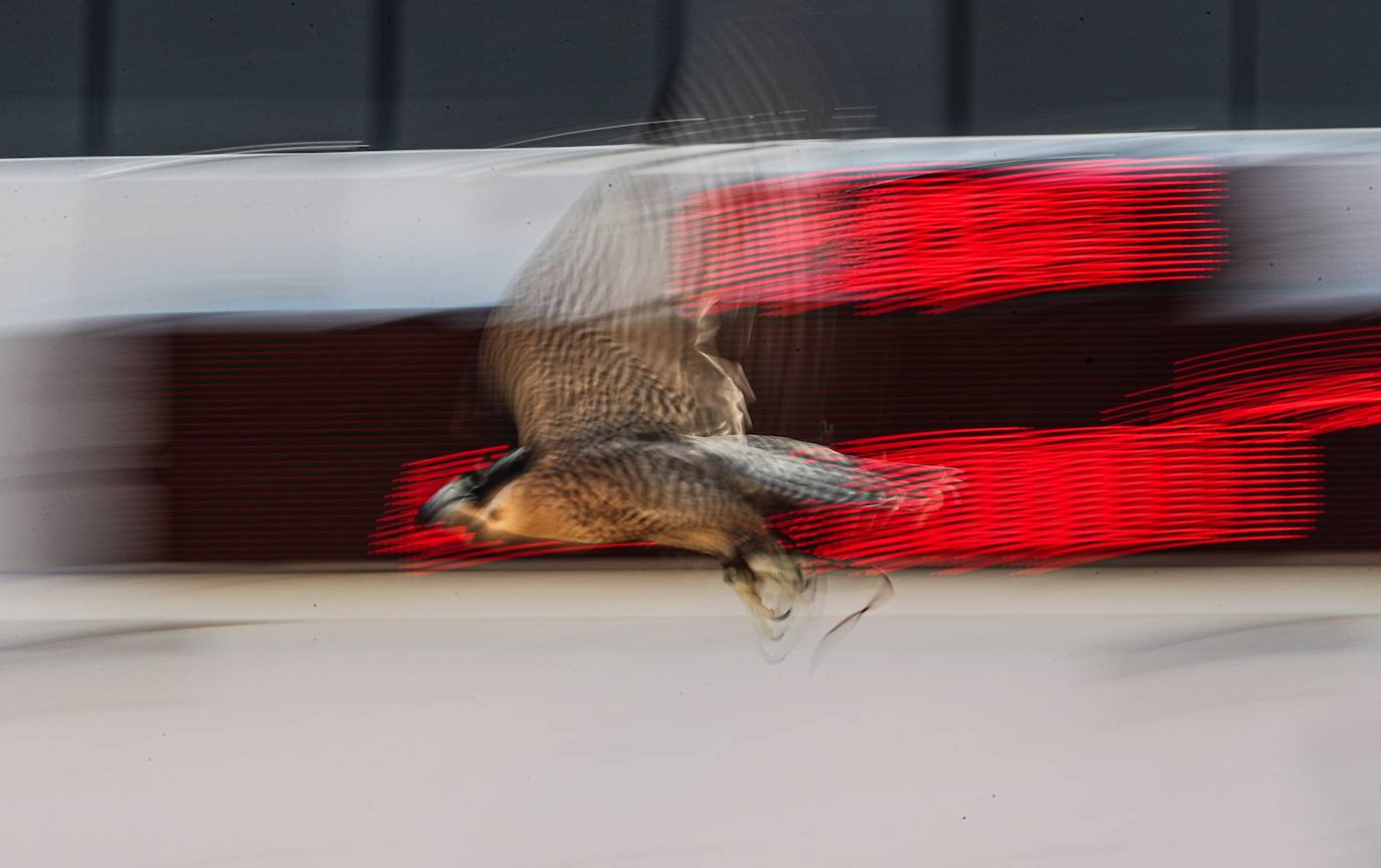 Fotos: Campeonato de Cetrería en Dubái