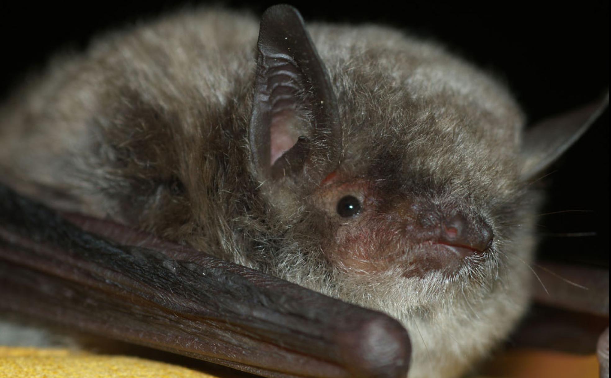 Murciélago patudo.