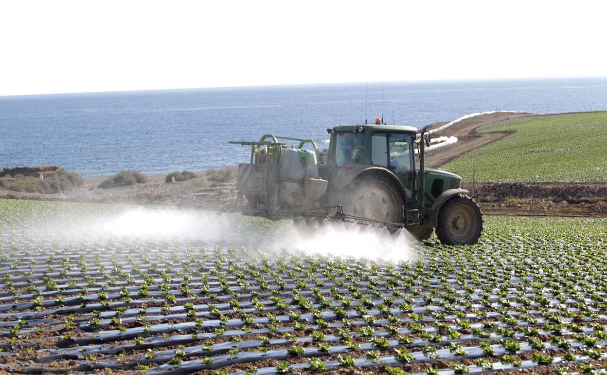 Un tractor fumiga una plantación de lechugas junto a la playa de la Galera, en la Marina de Cope (Águilas). La fotografía es de archivo.