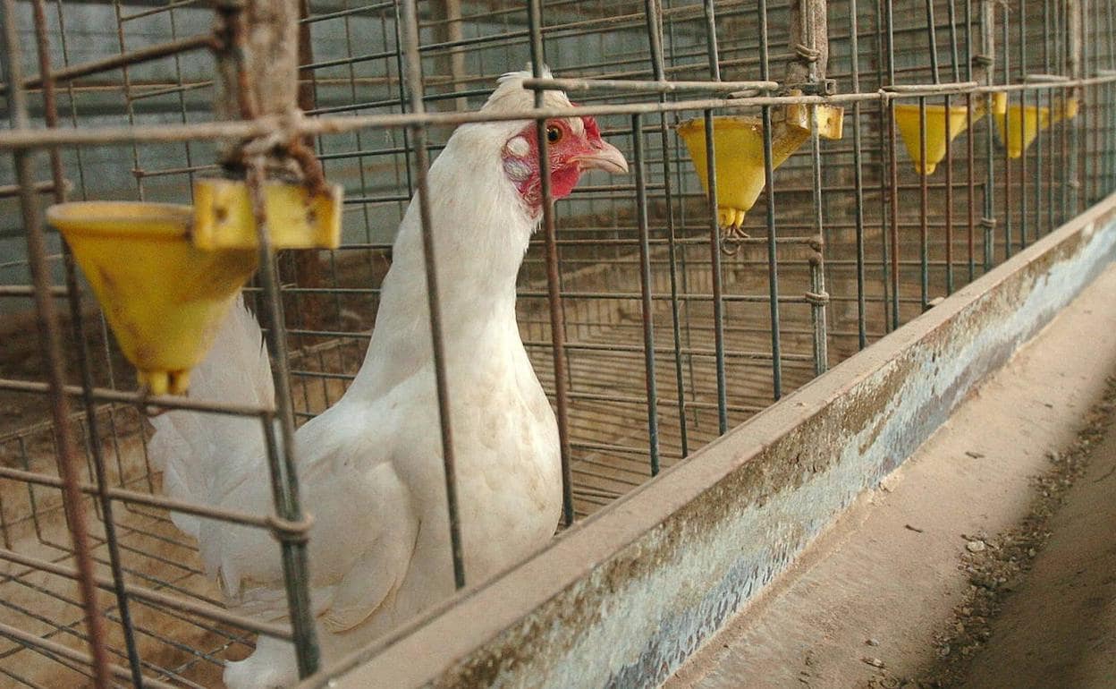 Imagen de archivo de una granja avícola.