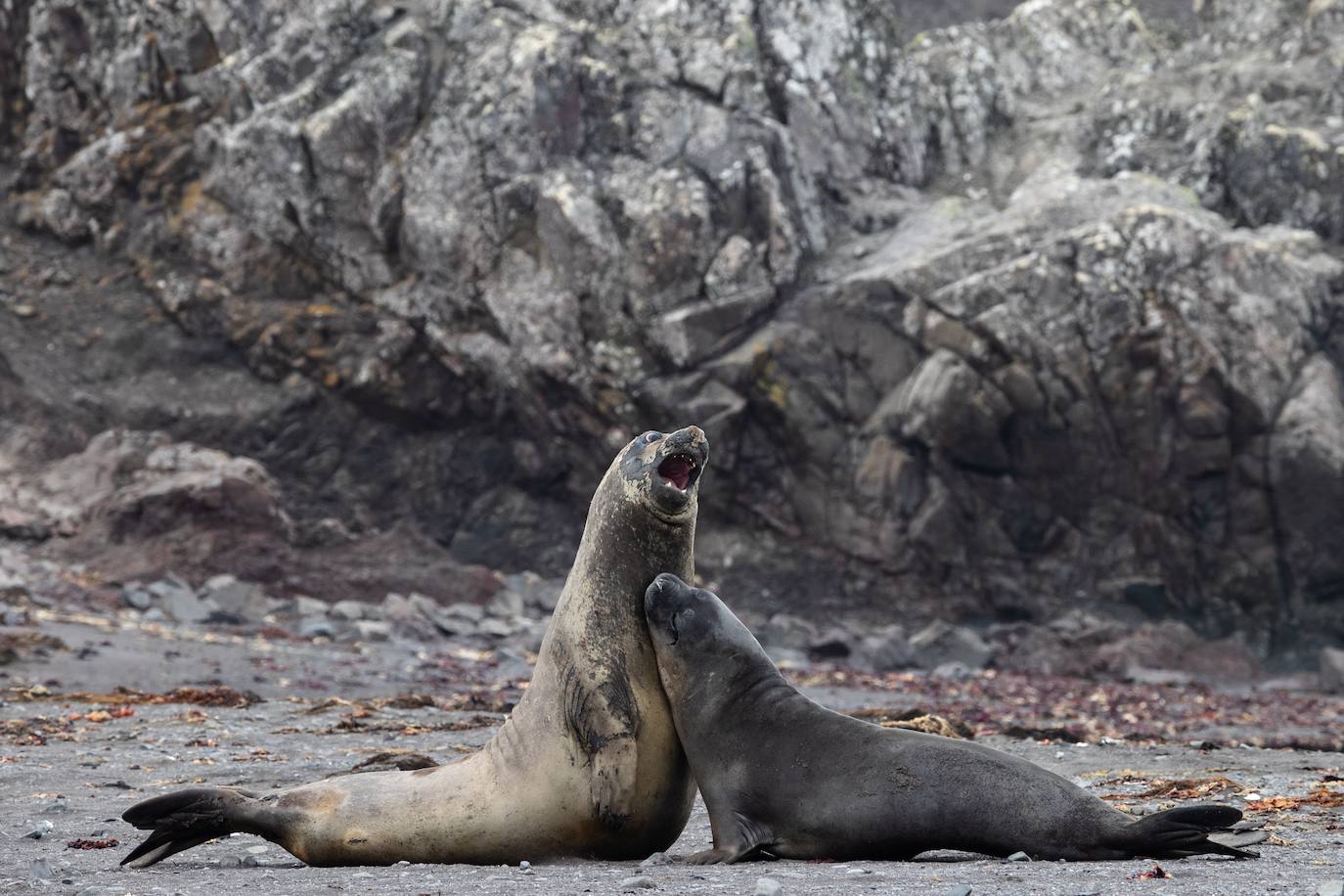 Fotos: La vida en la Antártida