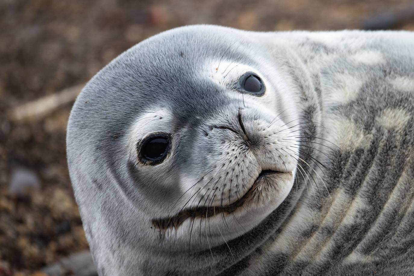 Fotos: La vida en la Antártida