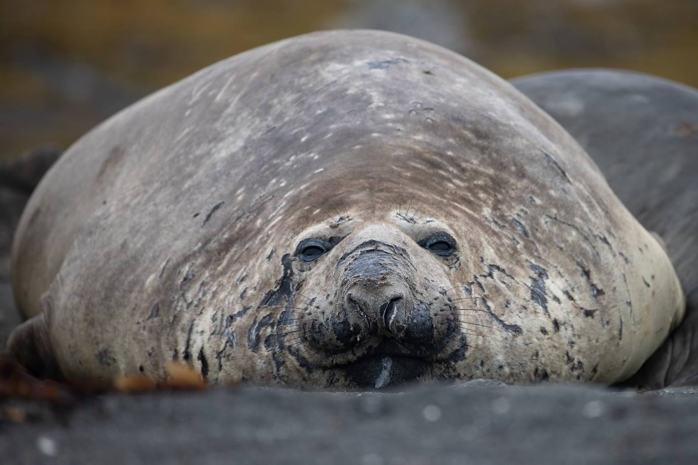 Fotos: La vida en la Antártida