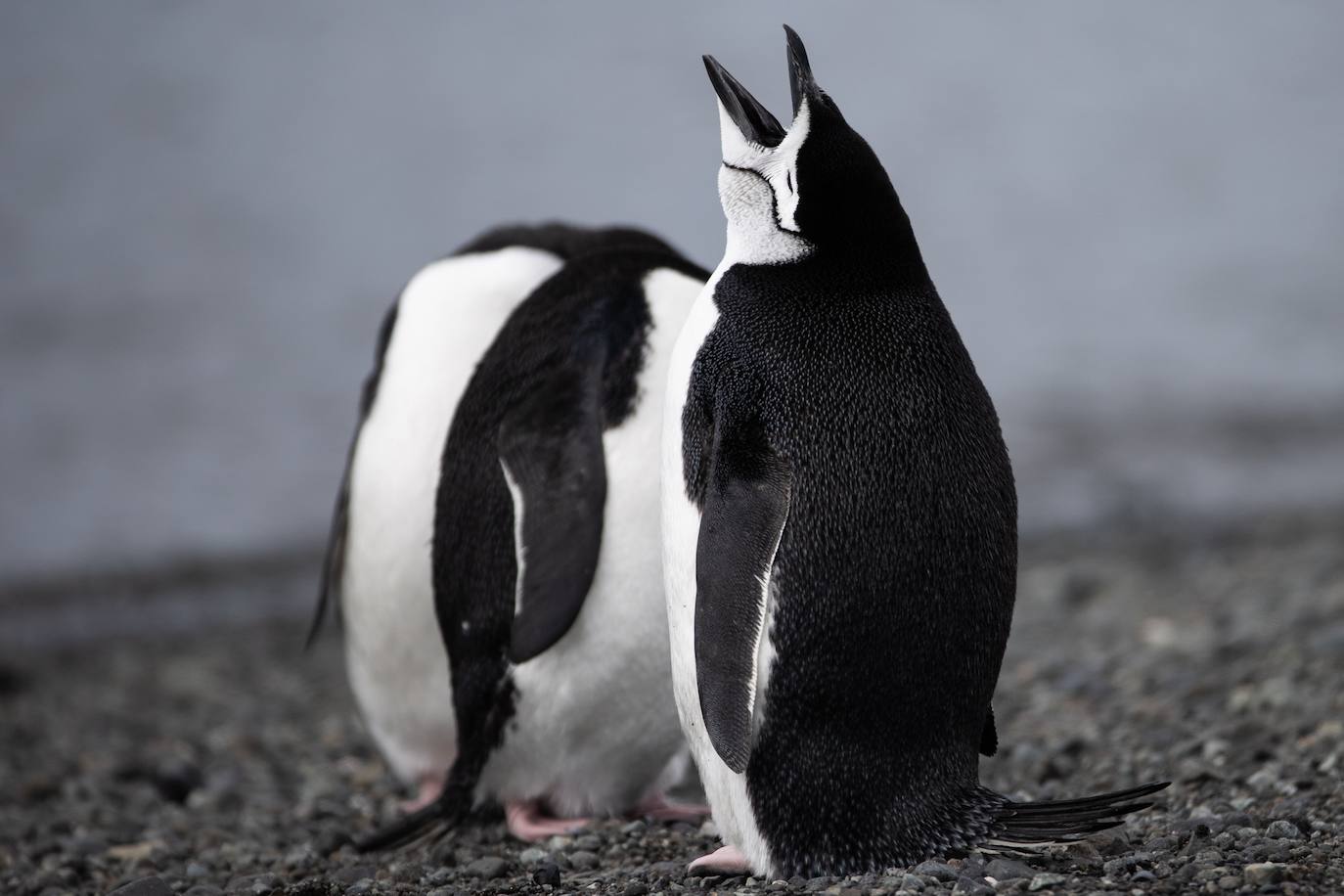 Fotos: La vida en la Antártida