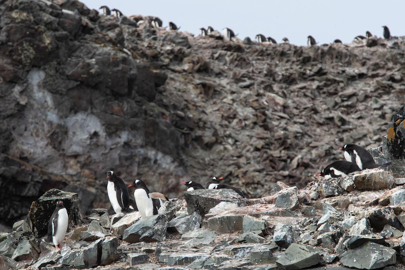Fotos: La vida en la Antártida