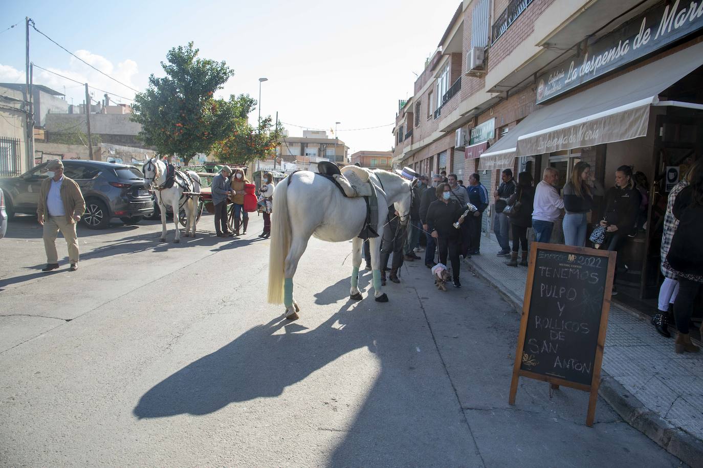 Fotos: San Antón recupera las bendiciones en Cartagena