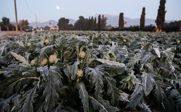 Heladas en un cultivo de alcachofa en la pedanía lorquina de Campillo. 