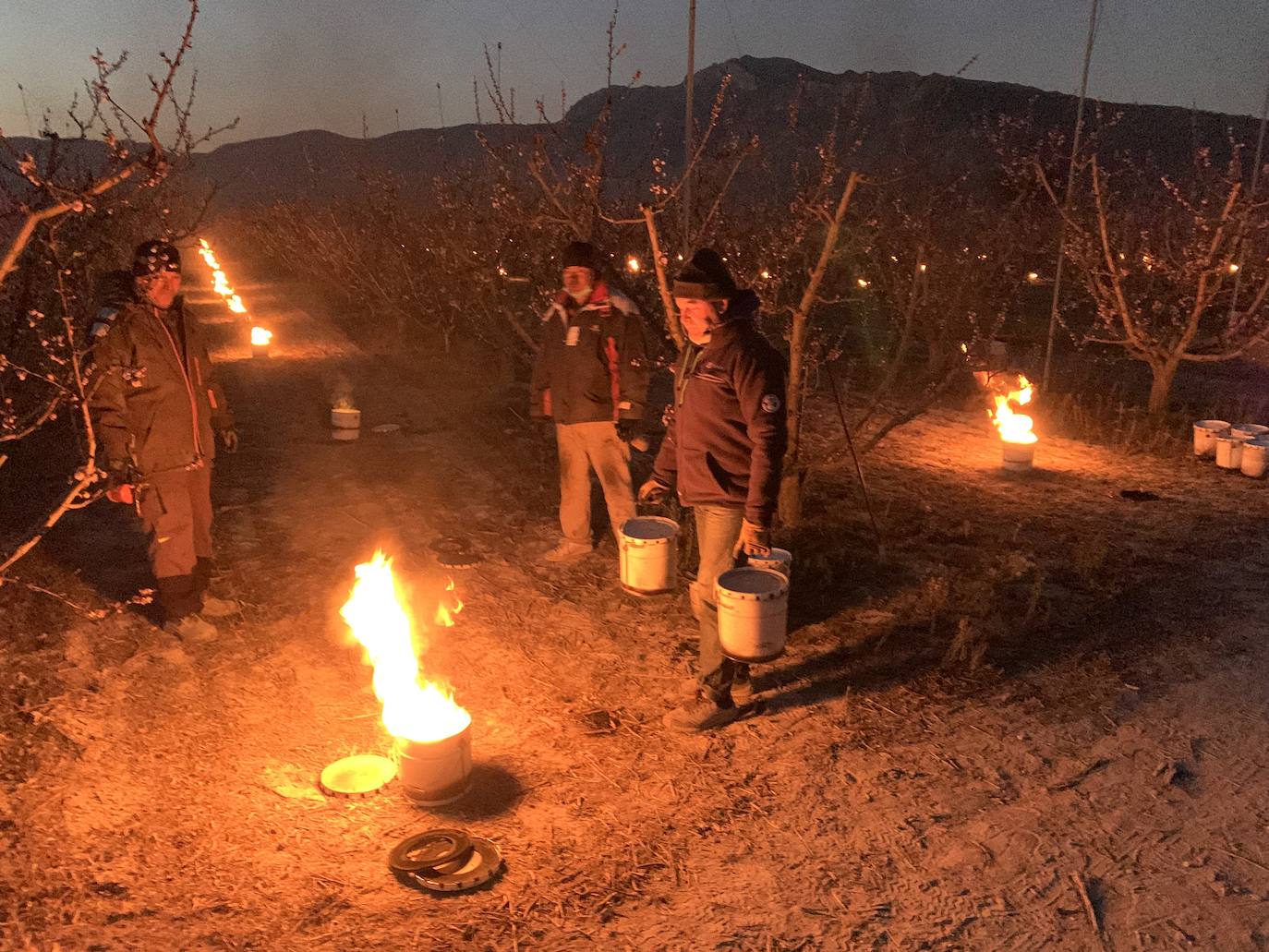 Fotos: Fuego contra las heladas en Cieza