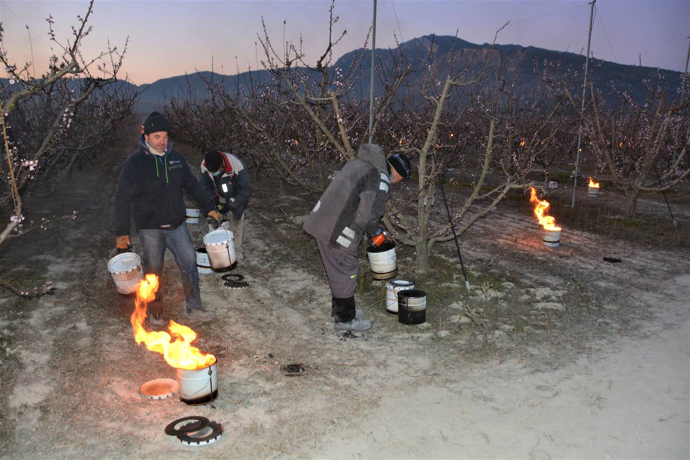 Fotos: Fuego contra las heladas en Cieza