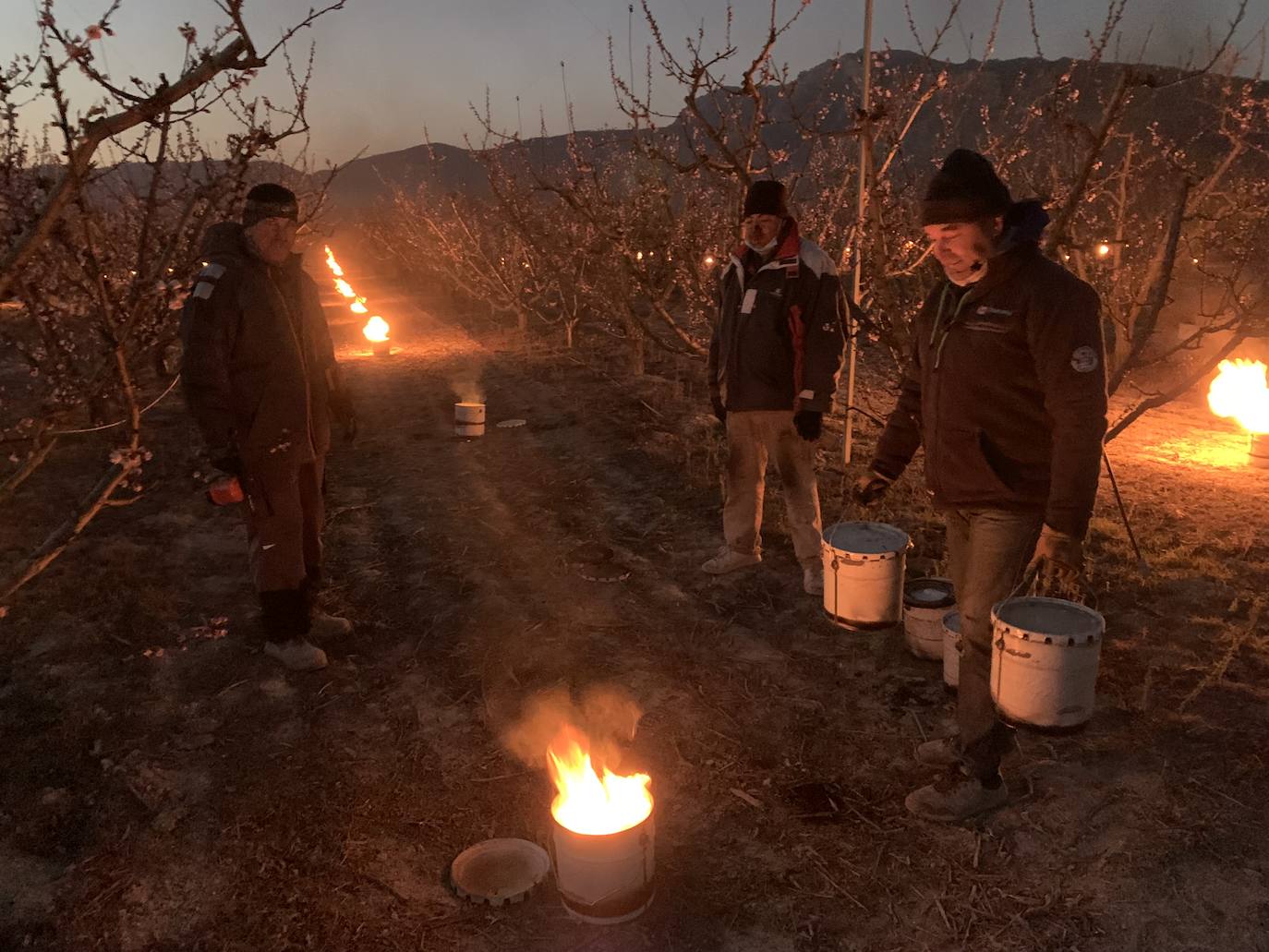 Fotos: Fuego contra las heladas en Cieza