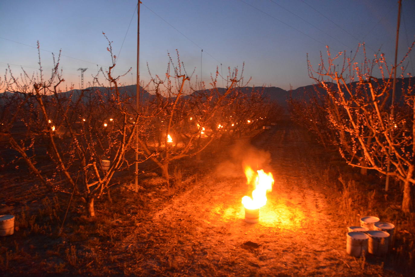 Fotos: Fuego contra las heladas en Cieza