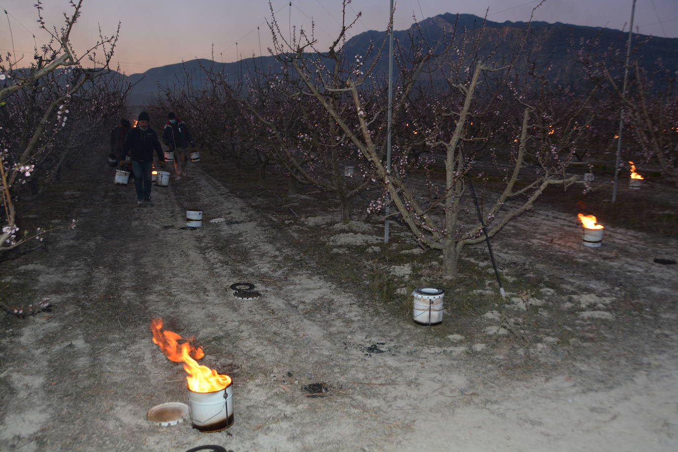 Fotos: Fuego contra las heladas en Cieza