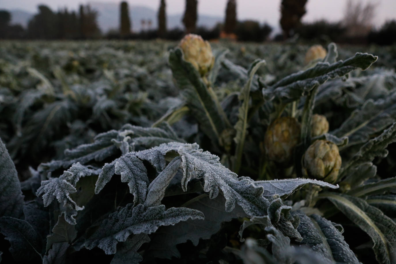 Fotos: Las heladas manchan las hortalizas en cultivo en Lorca